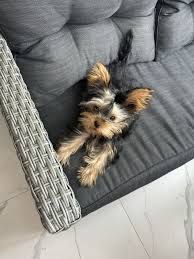 Йоркширский терьер мальчики и девочки