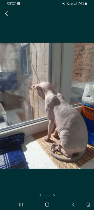 Канадський сфінкс, вязка