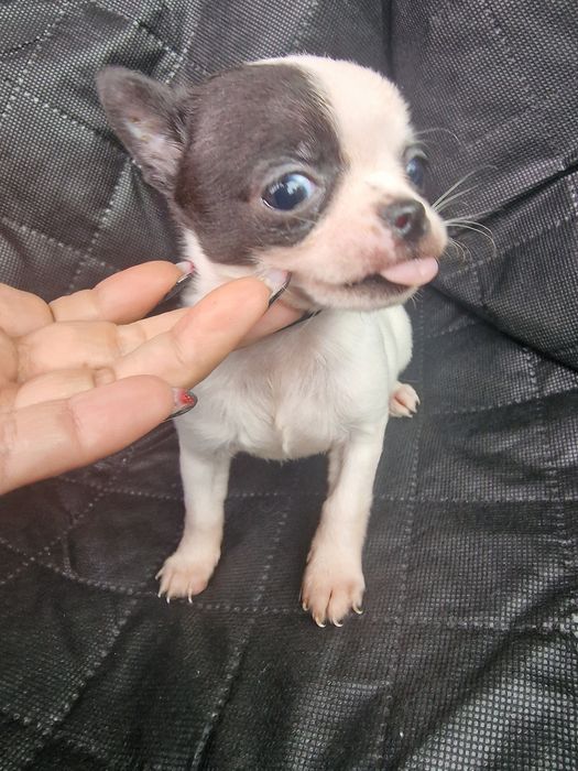 Chihuahua miniaturka tata około 1kg.