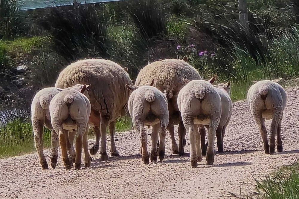 Borregos Charoleses Machos