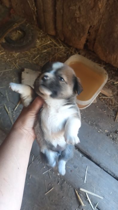 Віддам цуцика в добрі руки