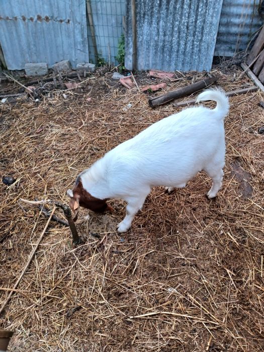 Cabrito da raça Boer 16 meses