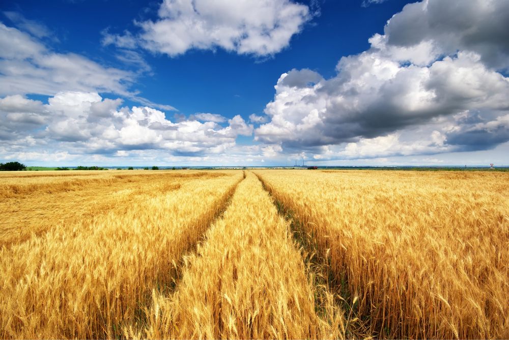 Продам Земельні паї в Одеській обл (17 га )