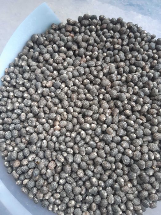 Łubin.nostrzyk.seradela.żyto jare.owies..pszenżyto jare .facelia