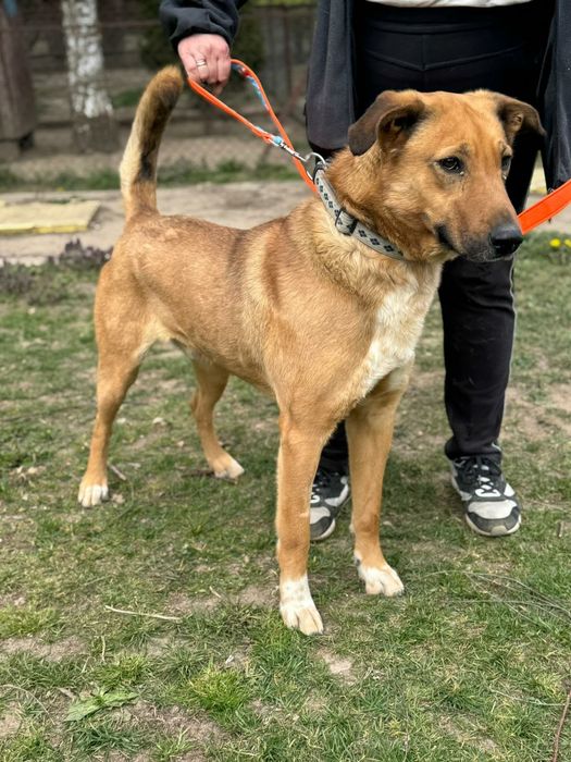 Wspaniały chłopak do adopcji