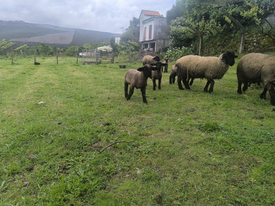 Ovelhas suffolks