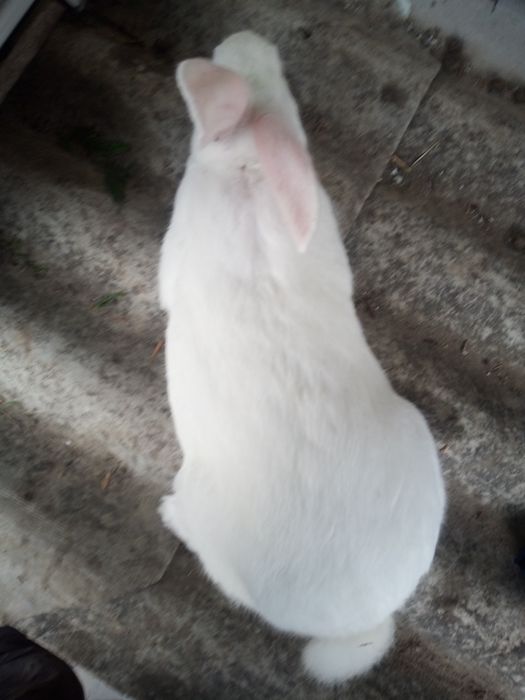 Термонська біла самці