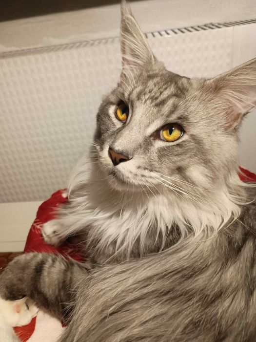 reproduktor maine coon