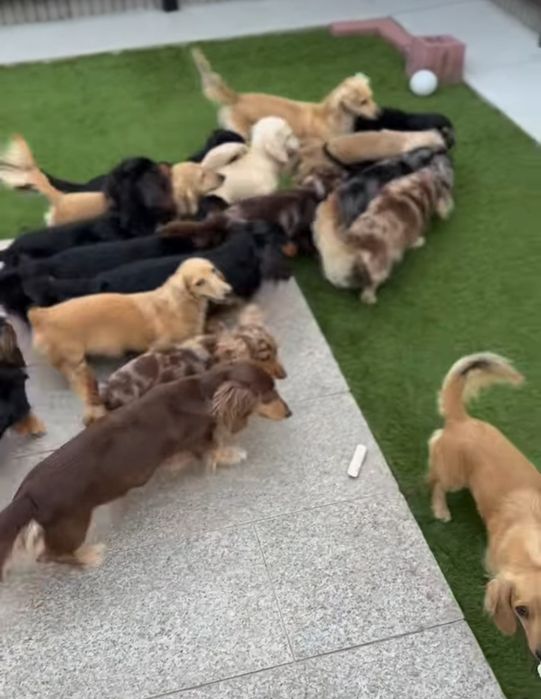 Хлопчик таксик довгошерстний