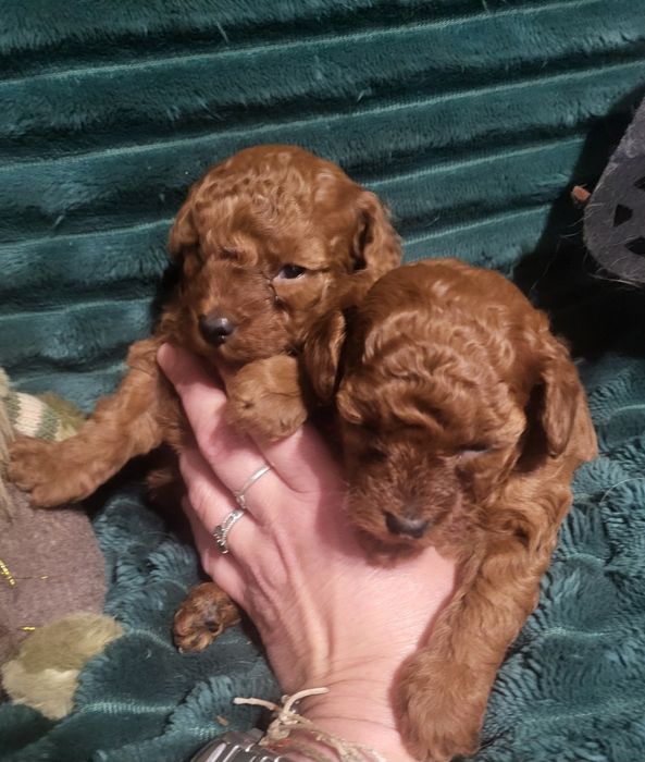 той-пуделя мальчики и девочки