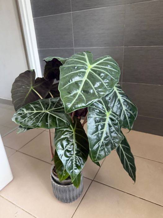 Alocasia alokazja pink dragon zestaw 6 bulw