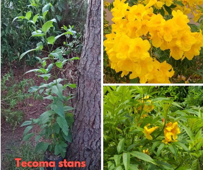Tecoma stans (Ipê-amarelo-de-jardim)