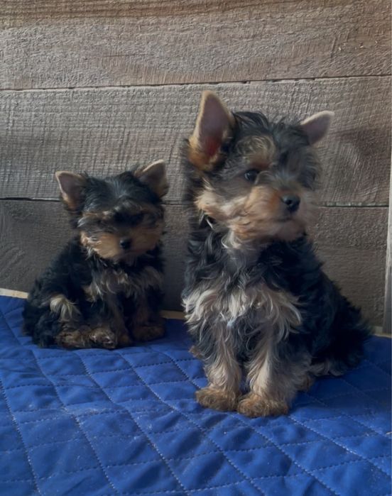 йоркширський тер'єр