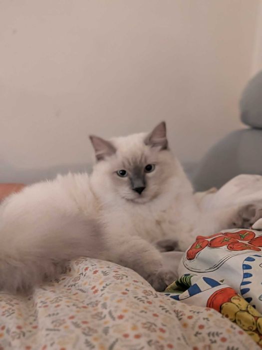Rasowy kocur Ragdoll z rodowodem FPL / Rodzina z dziećmi i psem