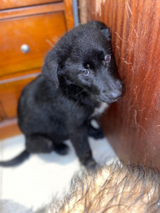 Bebés 2 meses para adoção responsável