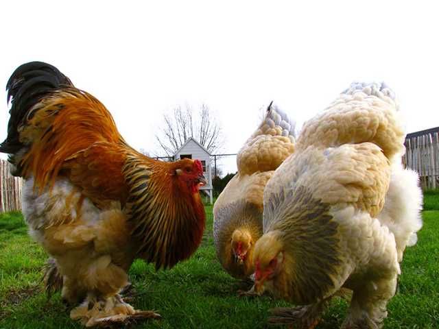 Інкубаційне яйце курей Брама: колумбійське золото, лососева