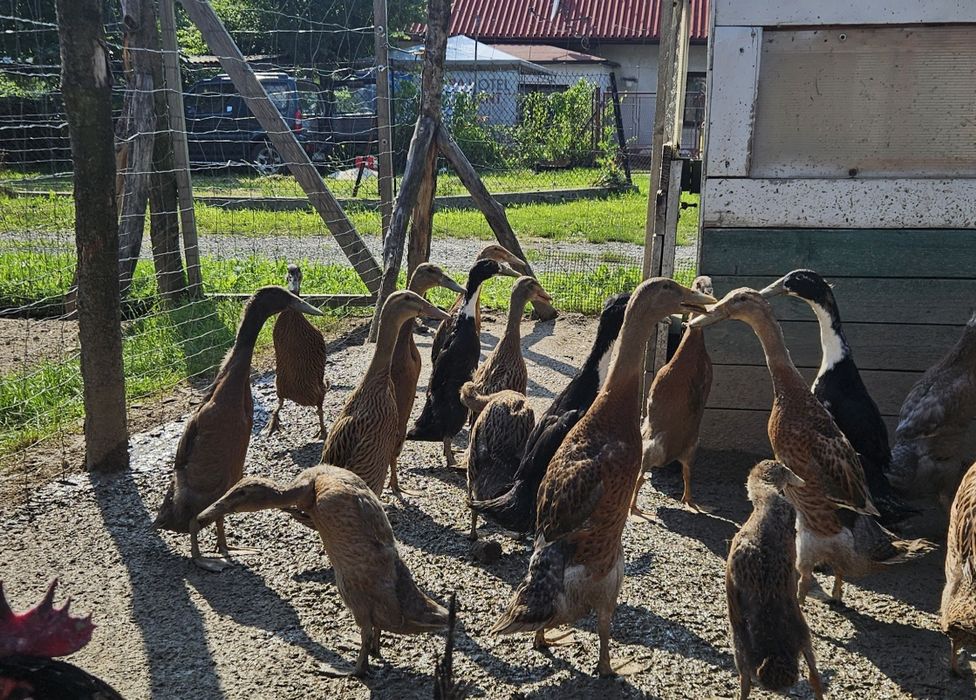 Biegusy młode kaczki