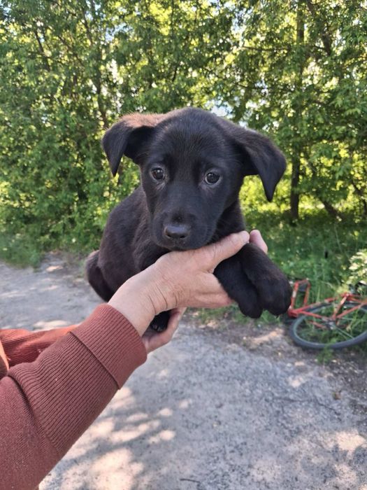 Дівчинка шукає відповідальну родину