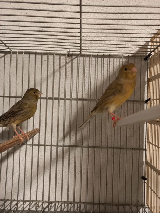 Vendo Canários Cantadores