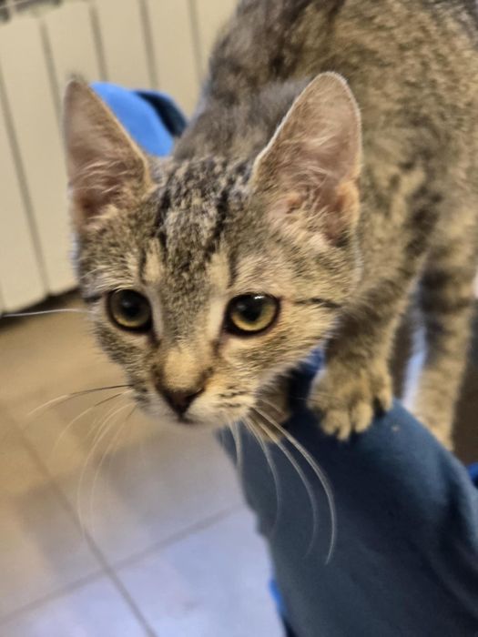 Urocza koteczka szuka swojego miejsca na ziemi - do adopcji