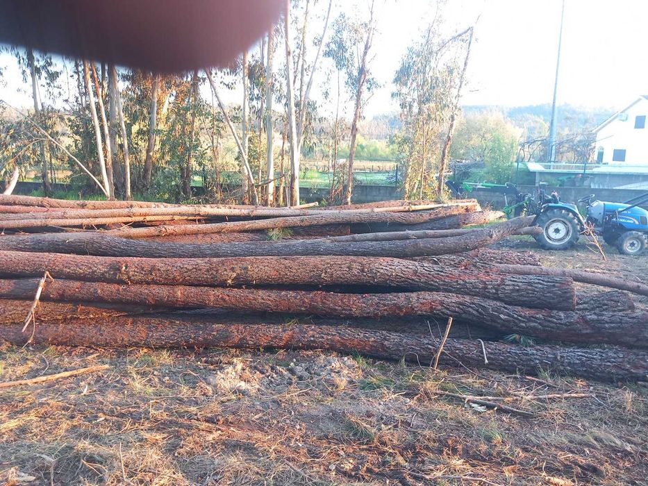 Vendo Madeira de pinheiros