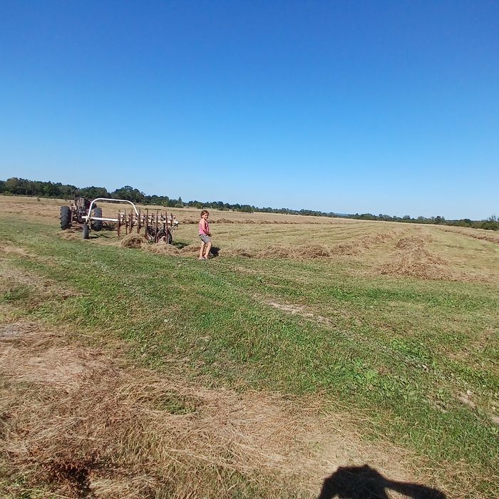 Сіно тюковане без втрати своєї поживності