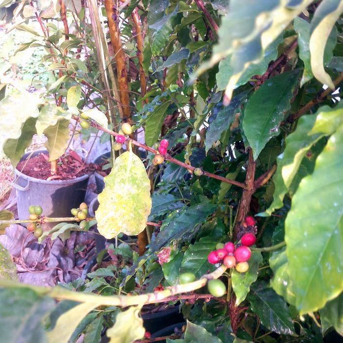 Café Arábica Plantas em vasos de 50 litros a produzir