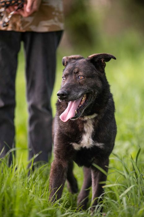 Vuk - Mimo swojej postury jestem z natury spokojnym psem