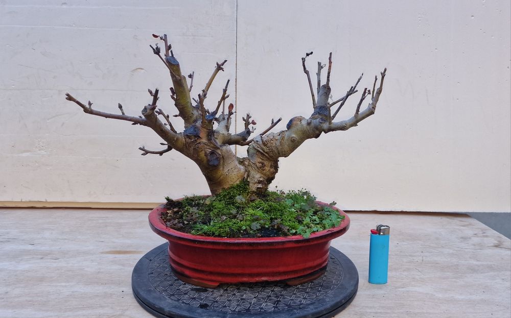 Bonsai de Macieira (Malus Sargentii)