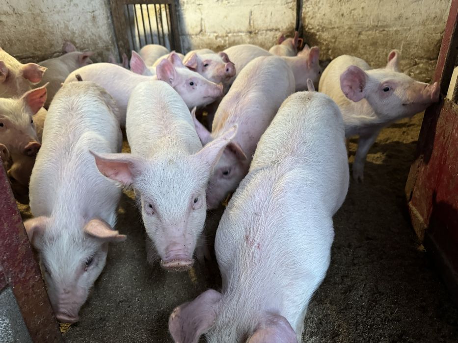 Продам поросят трьохлінійний гібрид