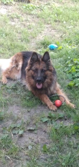 Потрібен на Березень кобель на вязку