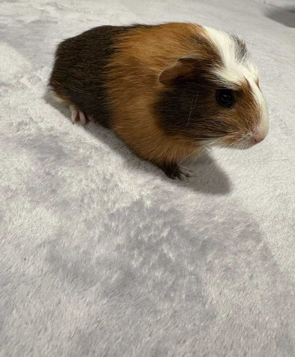 Oddam świnek morskich