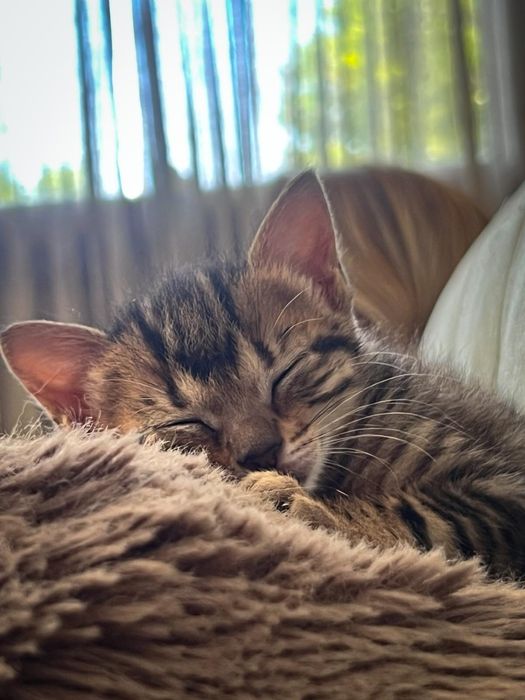 Duas gatas bebes para adoção conjunta