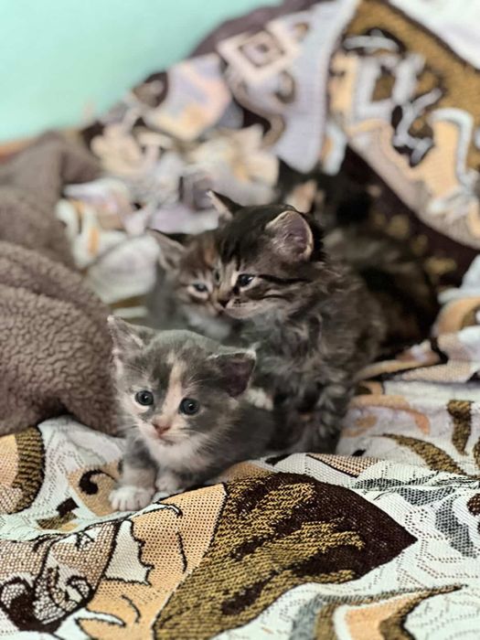 Шукаємо люблячі домівки для чудових кошенят!
