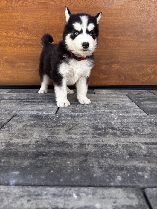 Szczeniak Husky gotowy do odbioru
