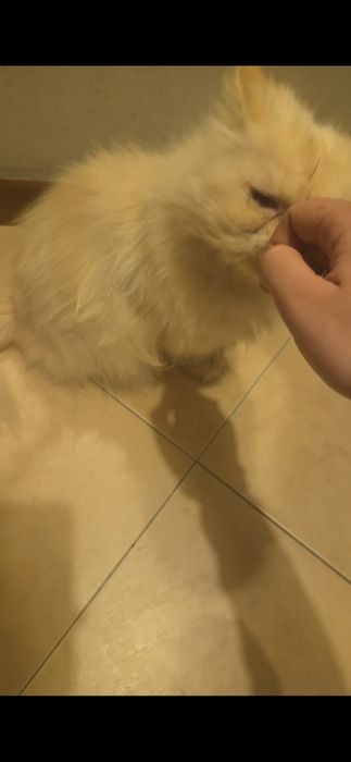 Petsitter,passeios e cuidados513895168475801601