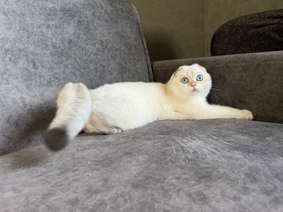 Кремчик шотландський красунчик