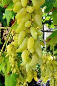 Videira de Uvas DEDO DE BRUXA Compridas BRANCAS - Apenas envios