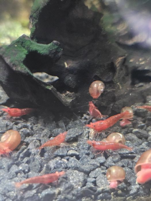 Camarões Red Cherry Juvenis