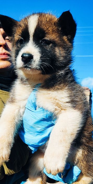 Американська акіта -