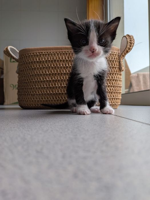 Dou gatos para adopção