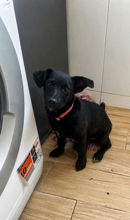 Cadela - 5 meses - Porte médio - Porto
