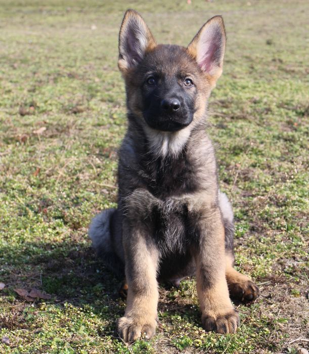 Owczarek niemiecki linia użytkowa