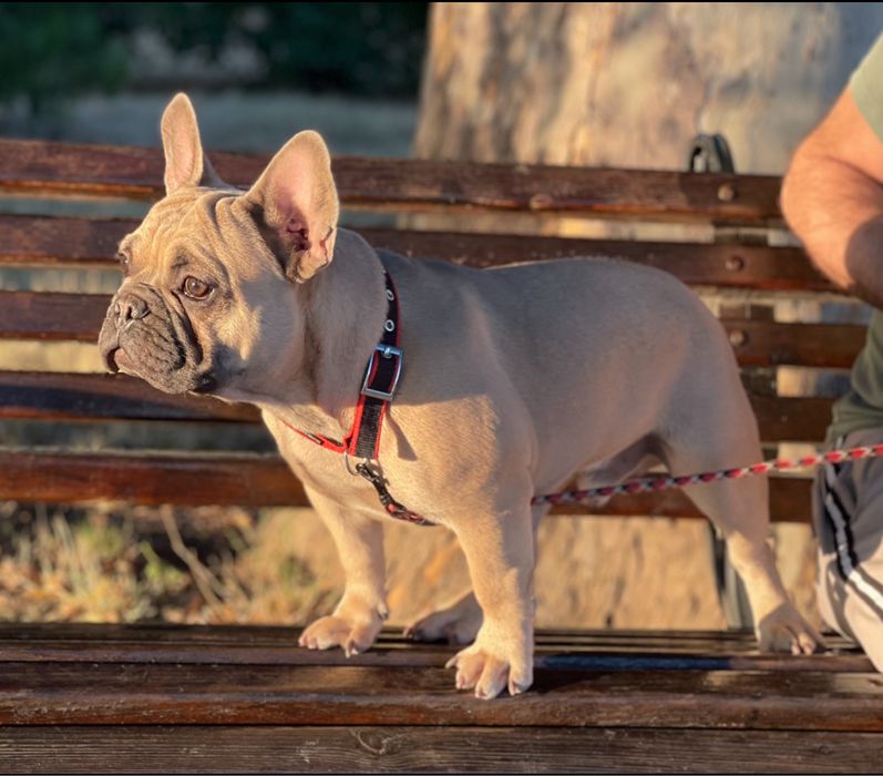 французский бульдог Животные в Измаил