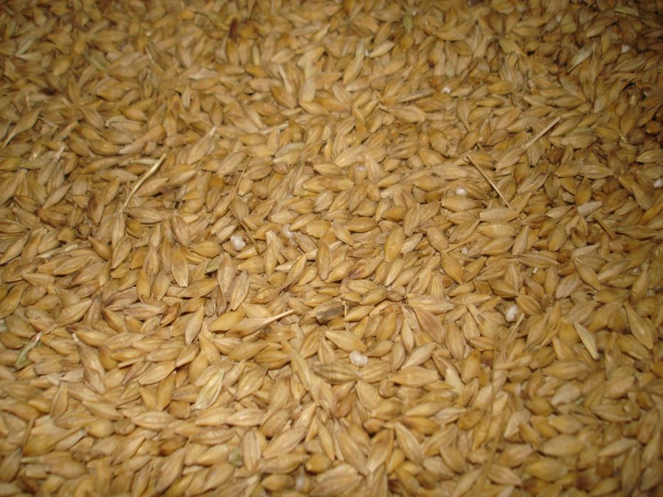 owies 650, jęczmień 800