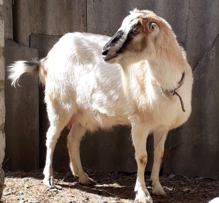 Коза дойная породы Ламанча