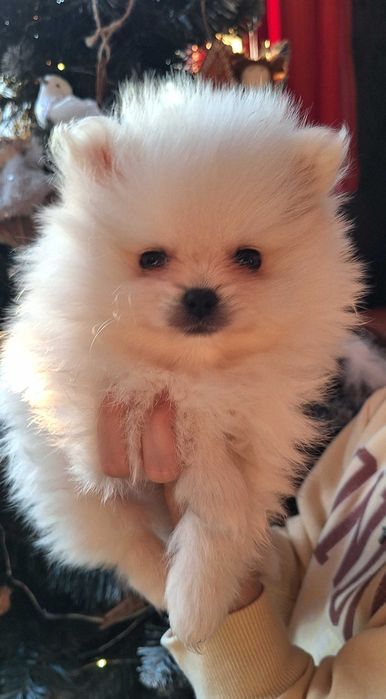 Супер мальчишки Померашки