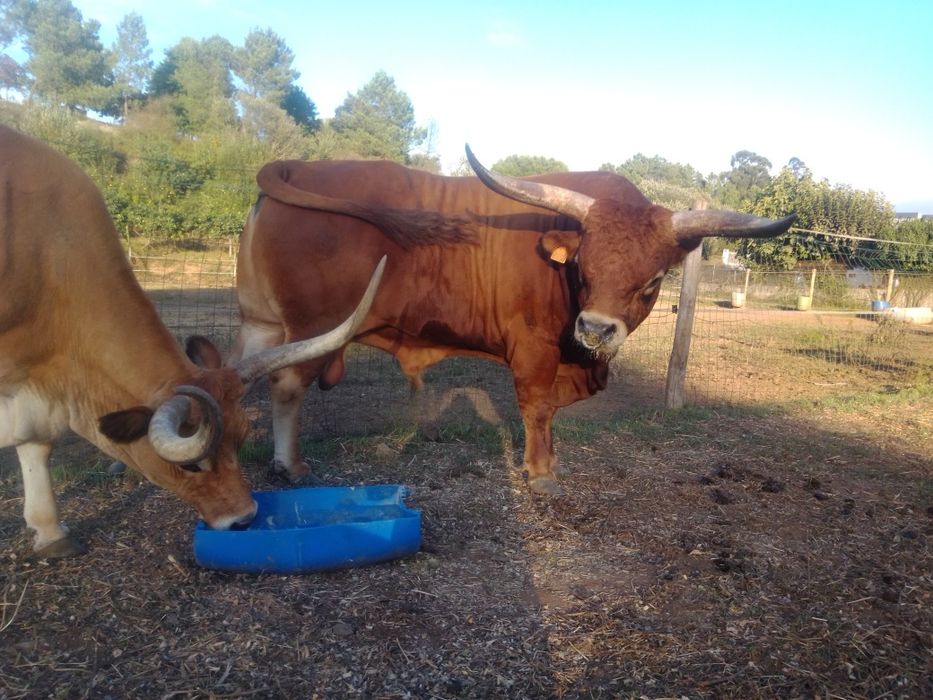 Vacas  Barrosā REPRODUTORas