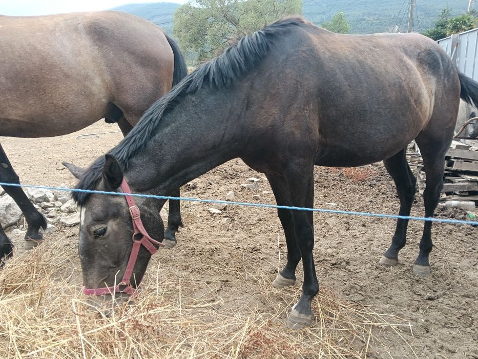 Potra  filha de cavalos lusitanos