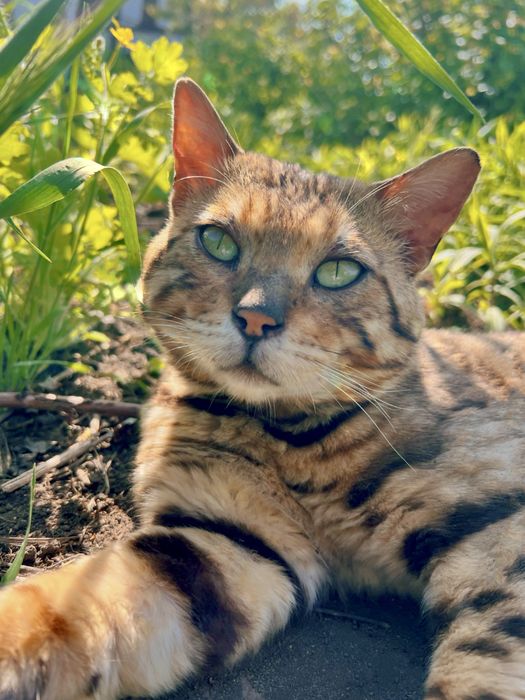 Вязка с чистокровным бенгальским котом Оскаром